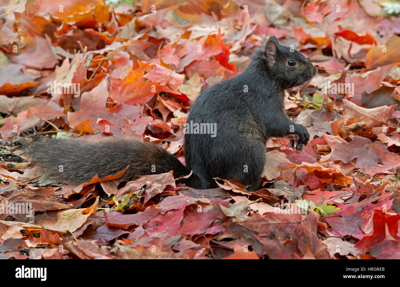 Nero orientale lo scoiattolo Sciurus carolinensis) in Autunno impostazione, E STATI UNITI D'AMERICA Foto Stock