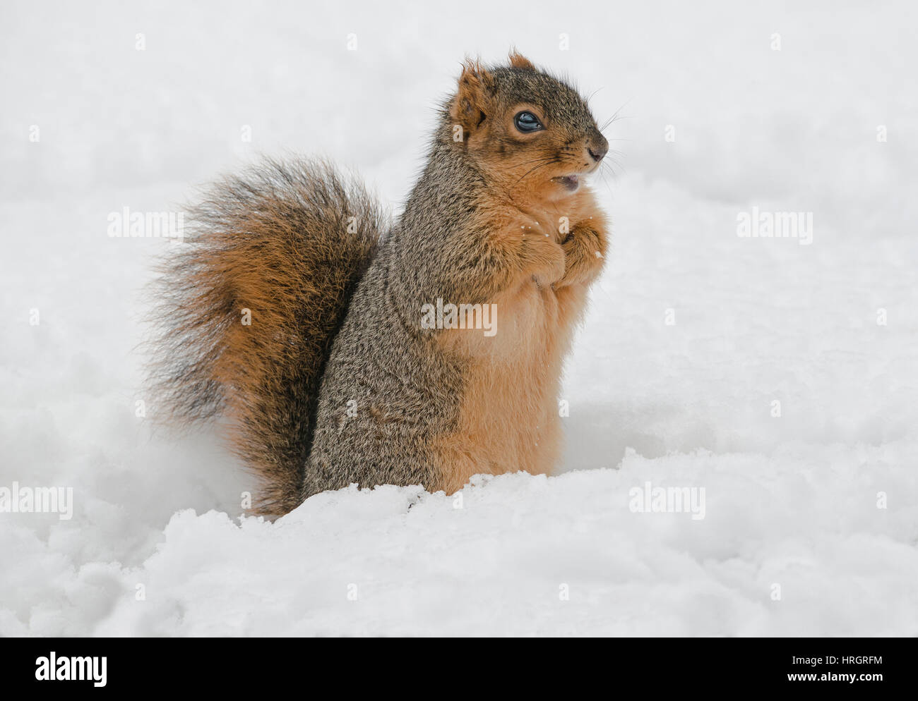 Eastern Fox Squirrel, Bryant's Fox scoiattolo (Sciurus niger), scavare fino sepolto ghiande, inverno, E STATI UNITI D'AMERICA Foto Stock