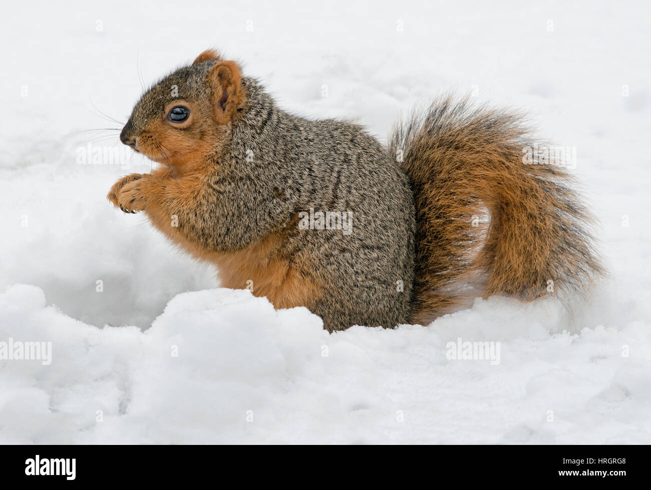 Eastern Fox Squirrel, Bryant's Fox scoiattolo (Sciurus niger), mangiare sepolto ghiande, inverno, E STATI UNITI D'AMERICA Foto Stock