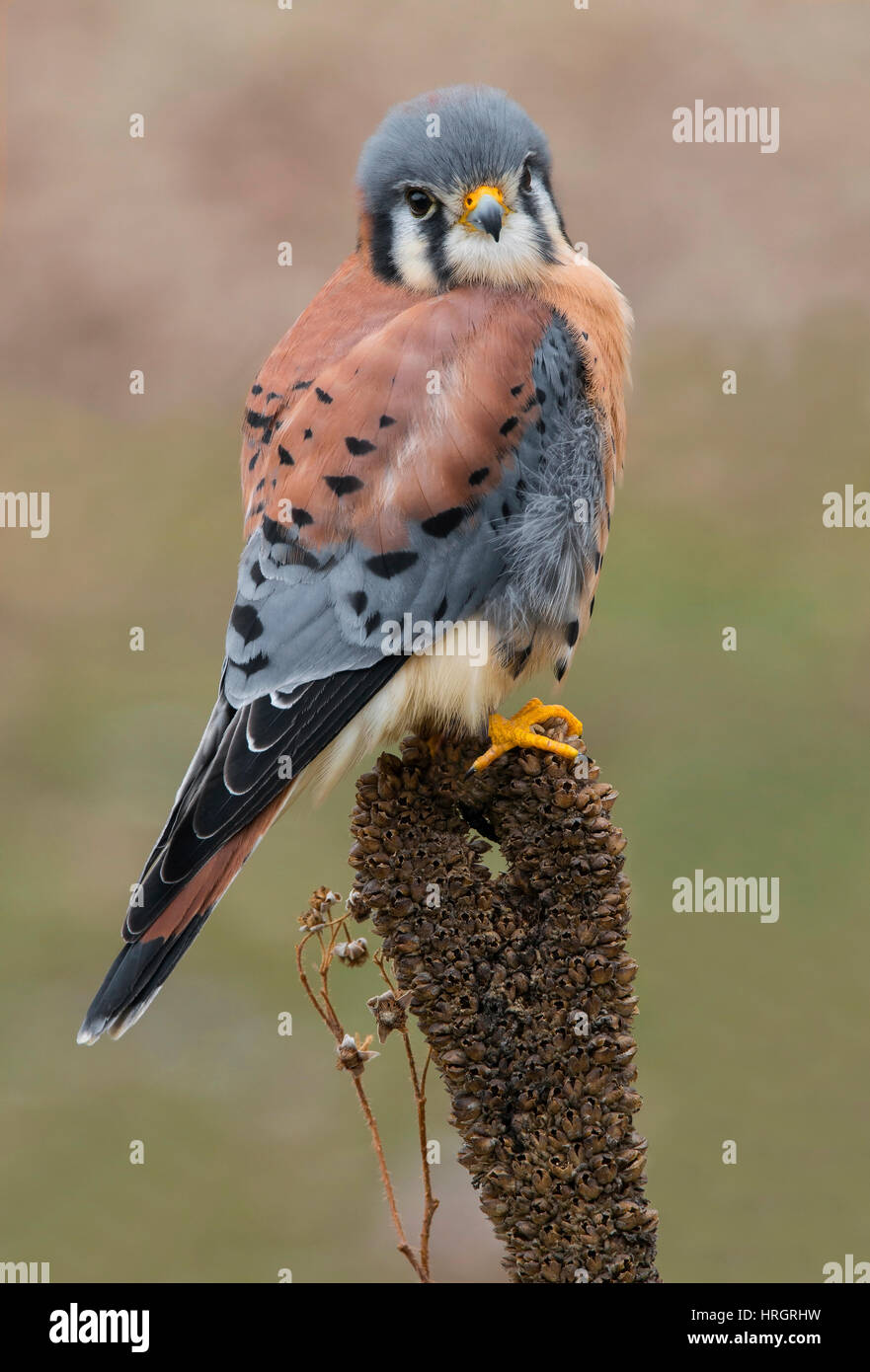 American il gheppio, lo sparviero, maschio, (Falco sparverius) arroccato, Orientale Stati Uniti Foto Stock