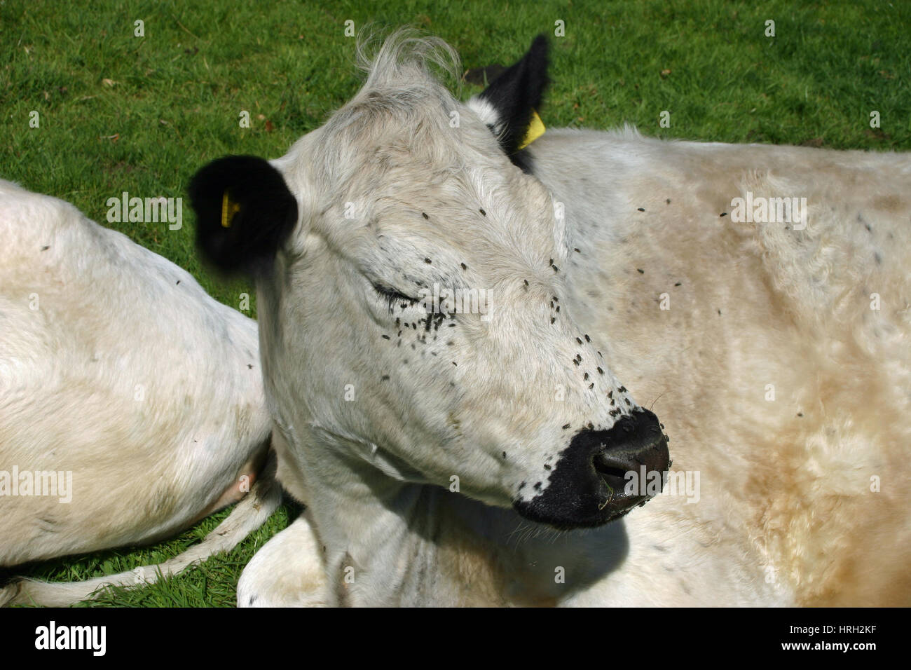 Bovini bianchi, probabilmente il British razza bianco nero con il naso e le orecchie, sdraiato in un campo di erba con mosche intorno il naso e gli occhi. Foto Stock