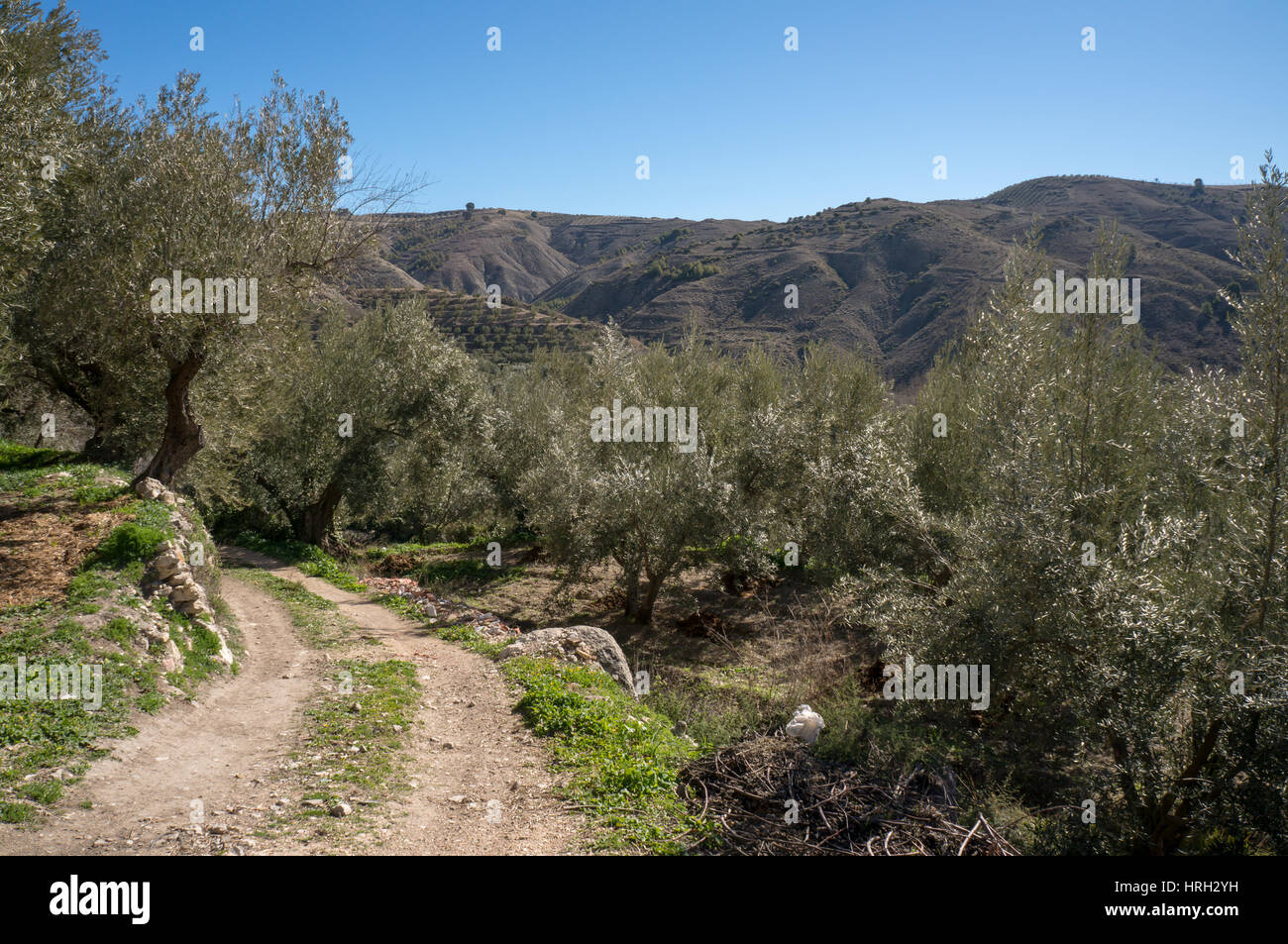 Piccolo sentiero che conduce attraverso ulivi con una montagna in background Foto Stock
