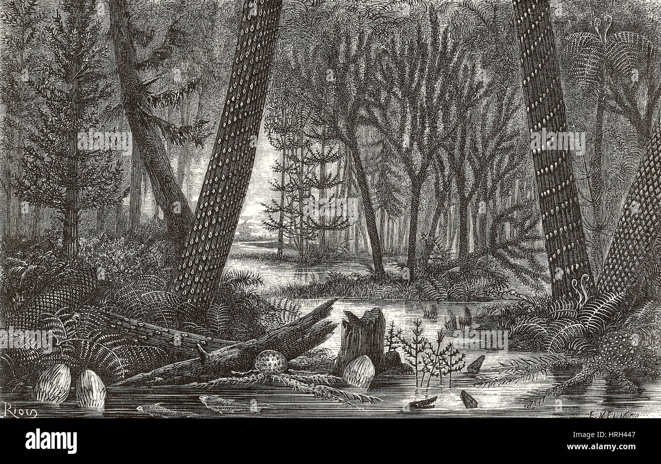 Paludosa foresta carbonifero Foto Stock