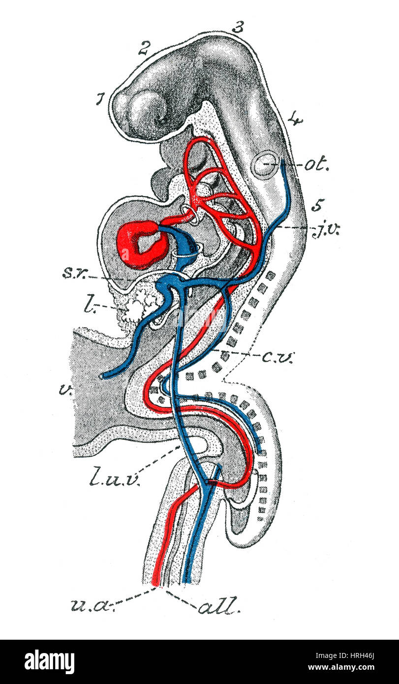 Embrione umano Foto Stock