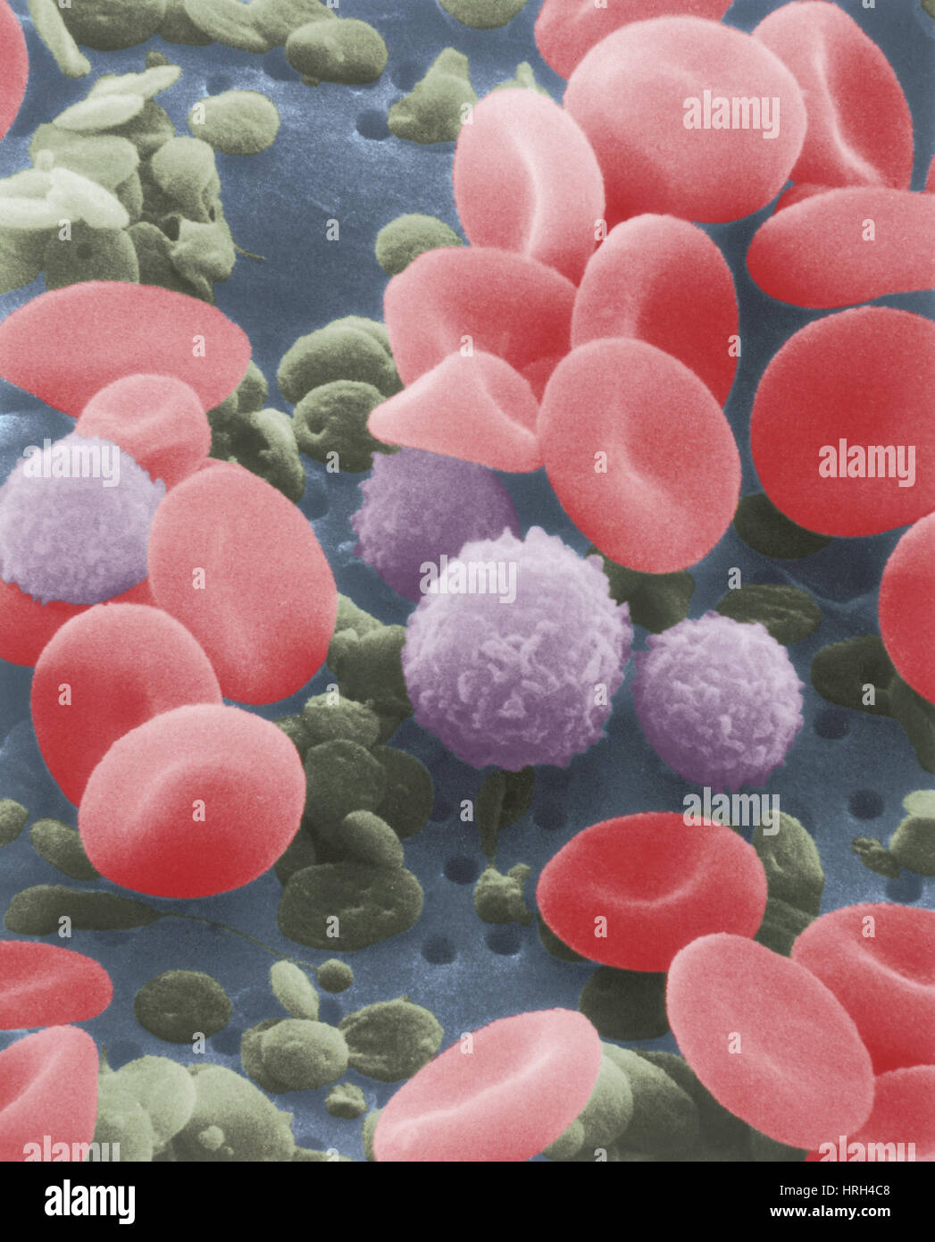Cellule del sangue umano Foto Stock
