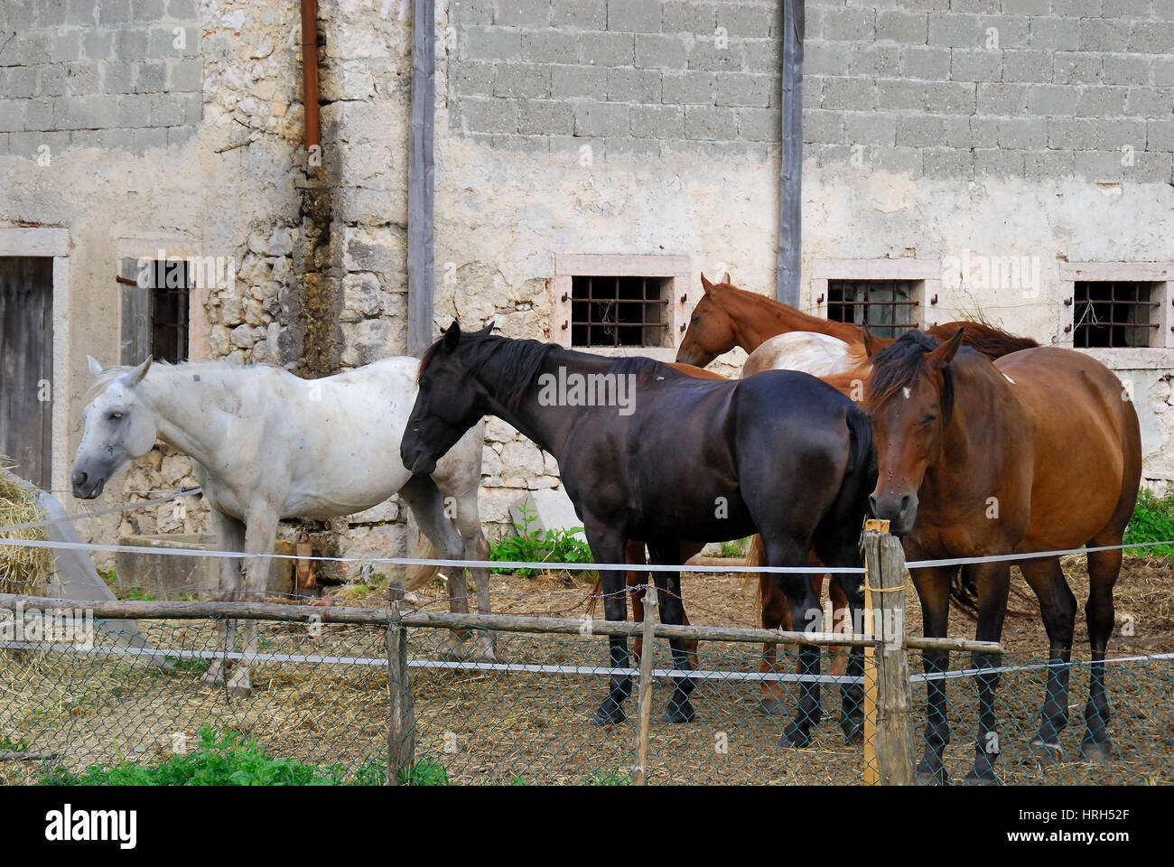 Sepino, Molise, Italia. Un allevamento di cavalli in un recinto Foto stock  - Alamy