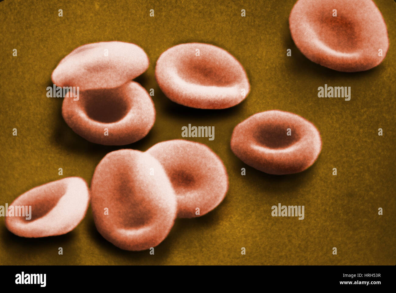 SEM di cellule rosse del sangue Foto Stock