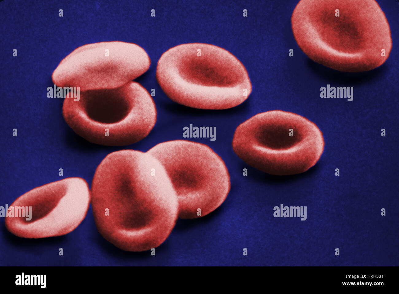 SEM di cellule rosse del sangue Foto Stock