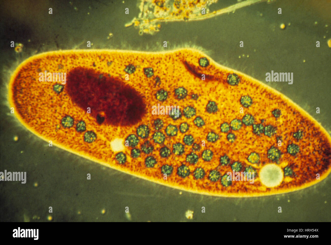 LM di un protozoo ciliato paramecio caudatum Foto Stock