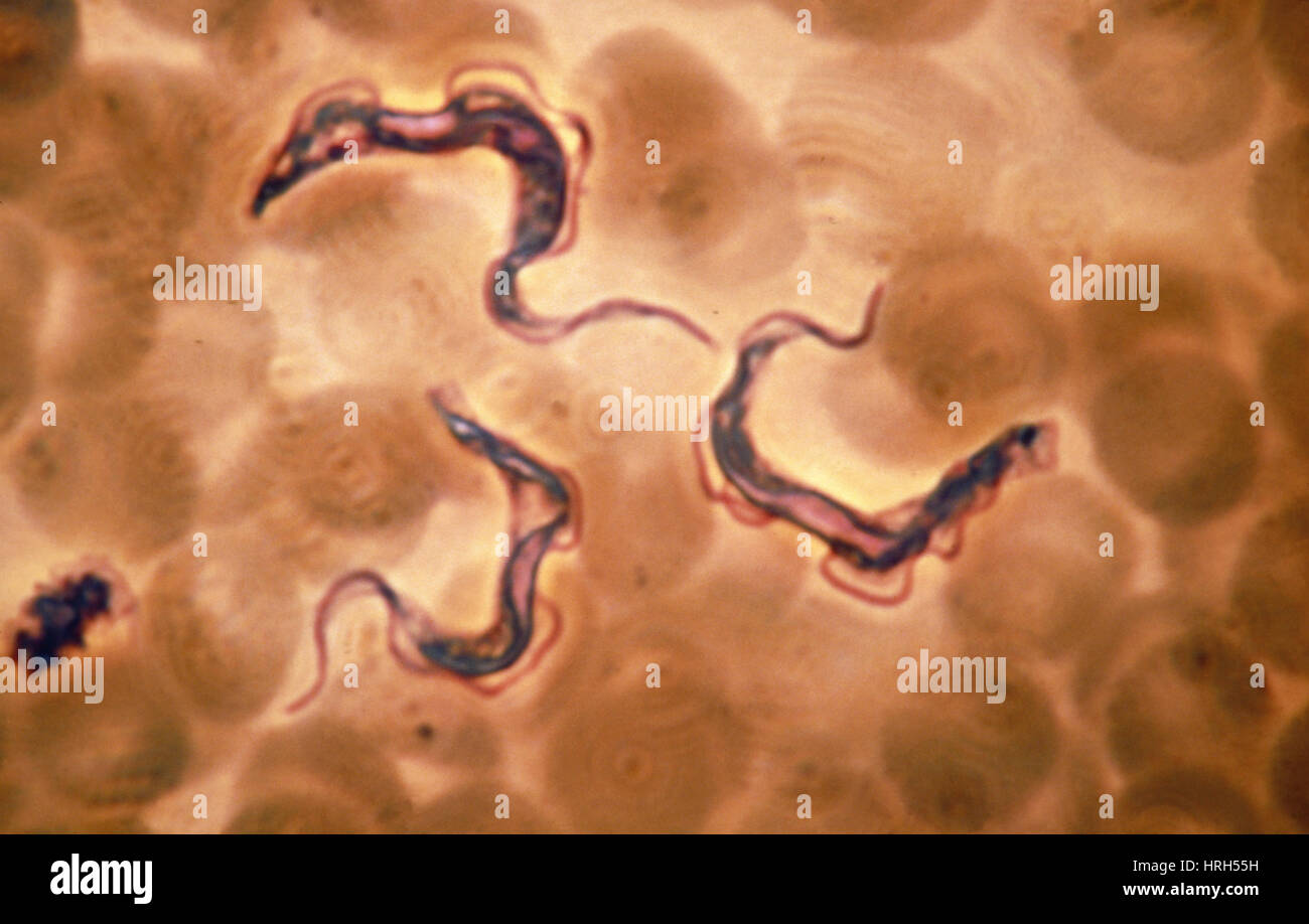 LM di Trypanosoma gambiense, la malattia del sonno bug Foto Stock