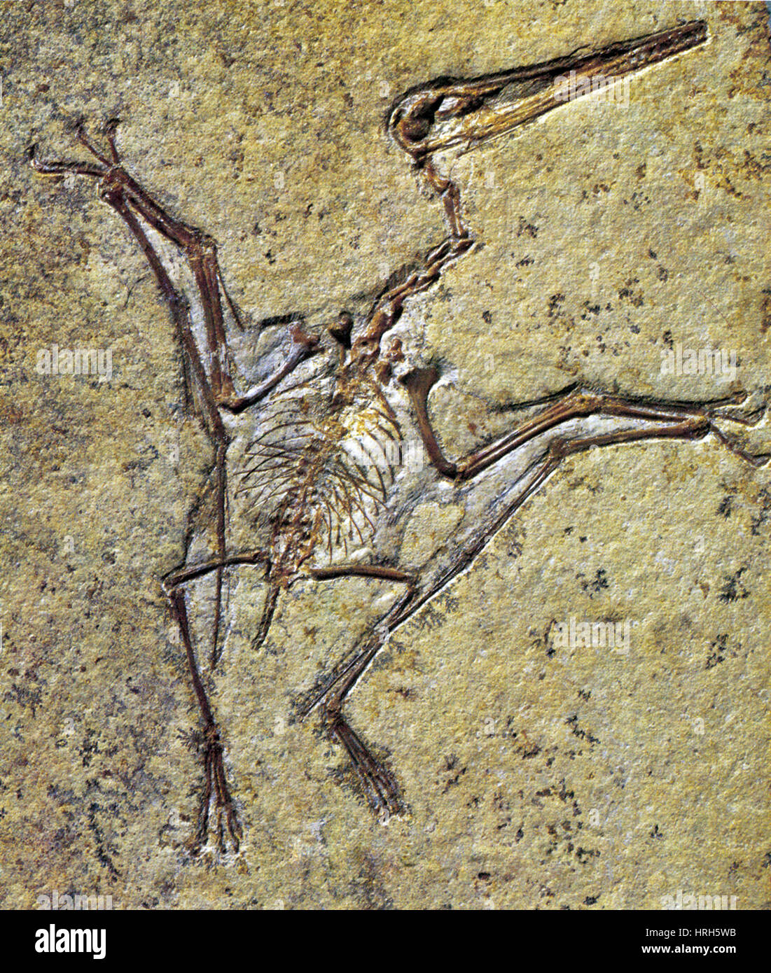 Pterodactylus Foto Stock