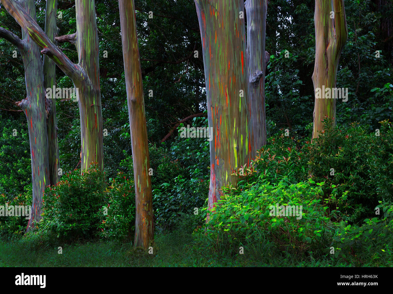 Rainbow alberi, Maui, Hawaii Foto Stock