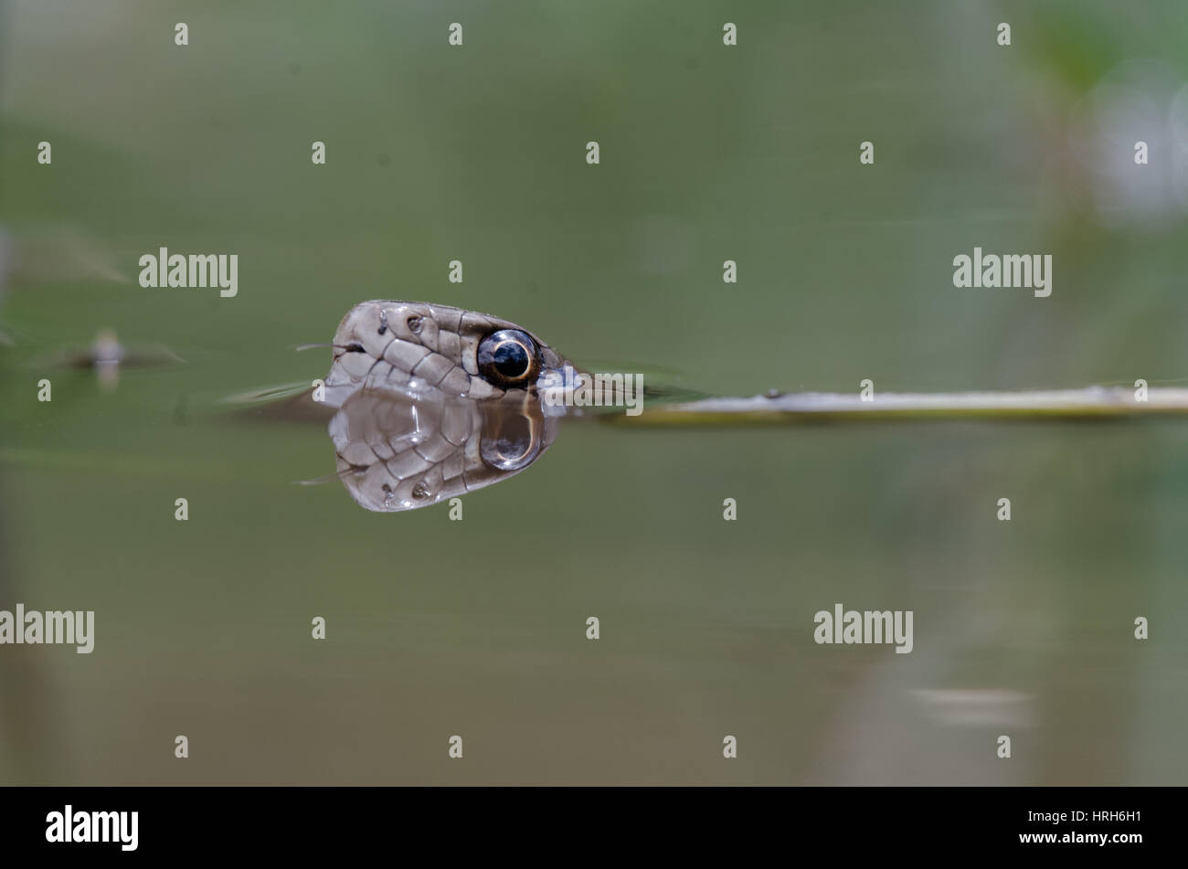 Girovagando Garter Snake, acqua azzurra Canyon, Zuni montagne, Nuovo Messico, Stati Uniti d'America. Foto Stock