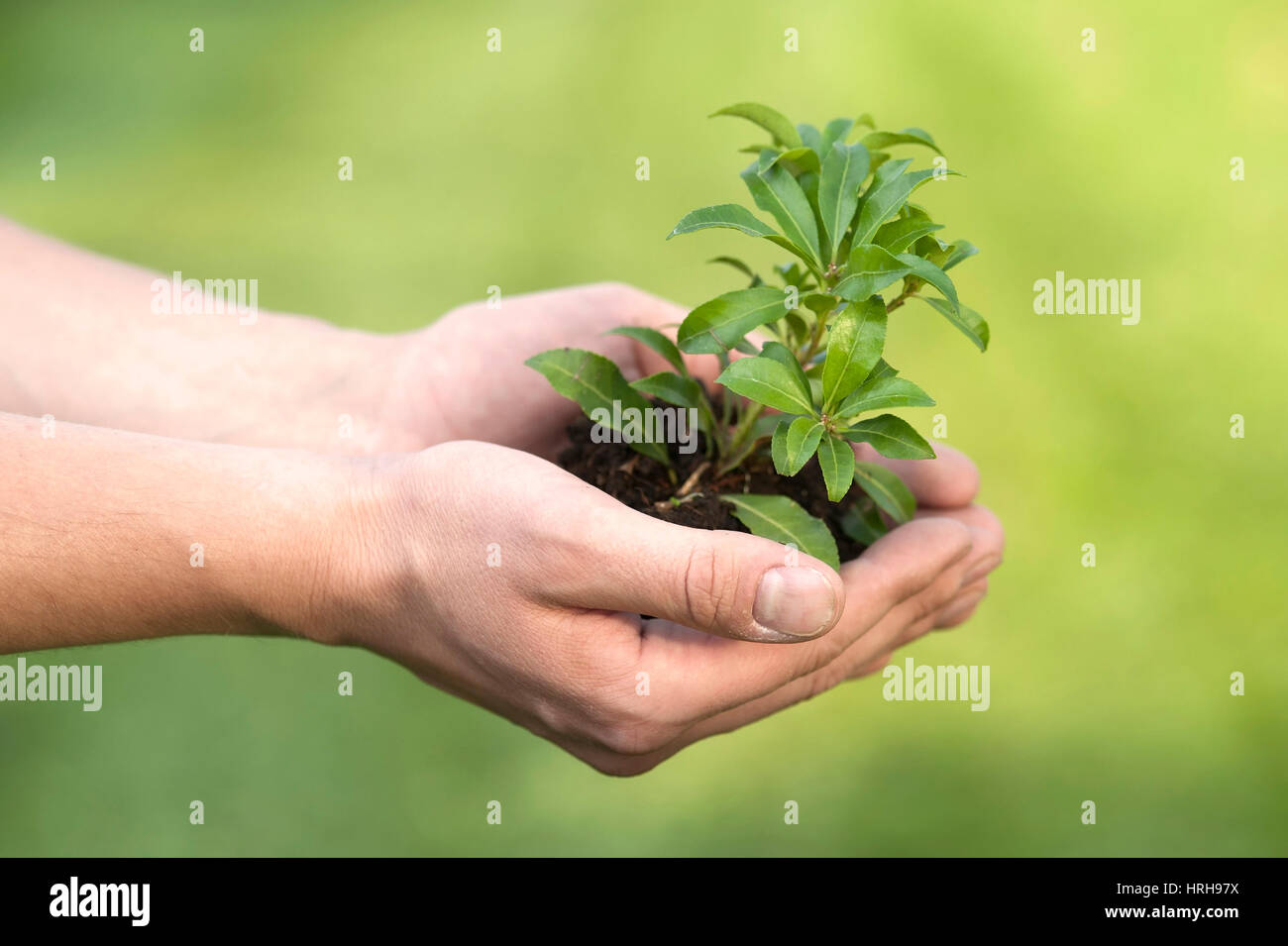 Jungpflanze in mano - pianta giovane in mani Foto Stock