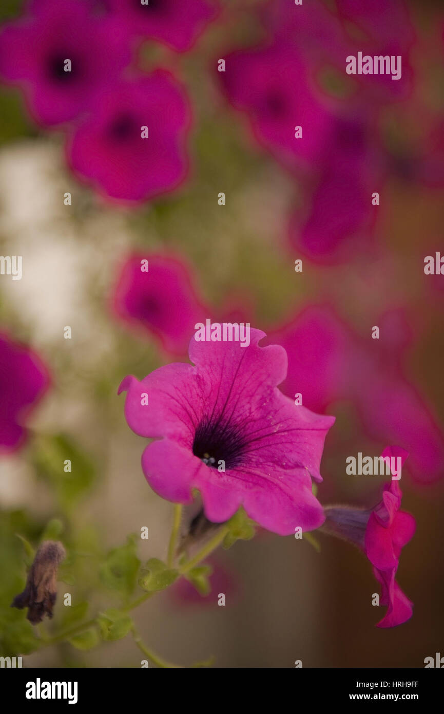 Petunie (petunia) - La petunia Foto Stock