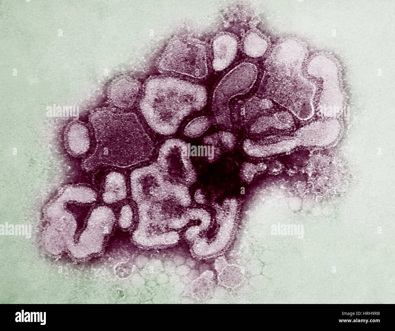 Hsw1N1 di influenza suina, TEM Foto Stock