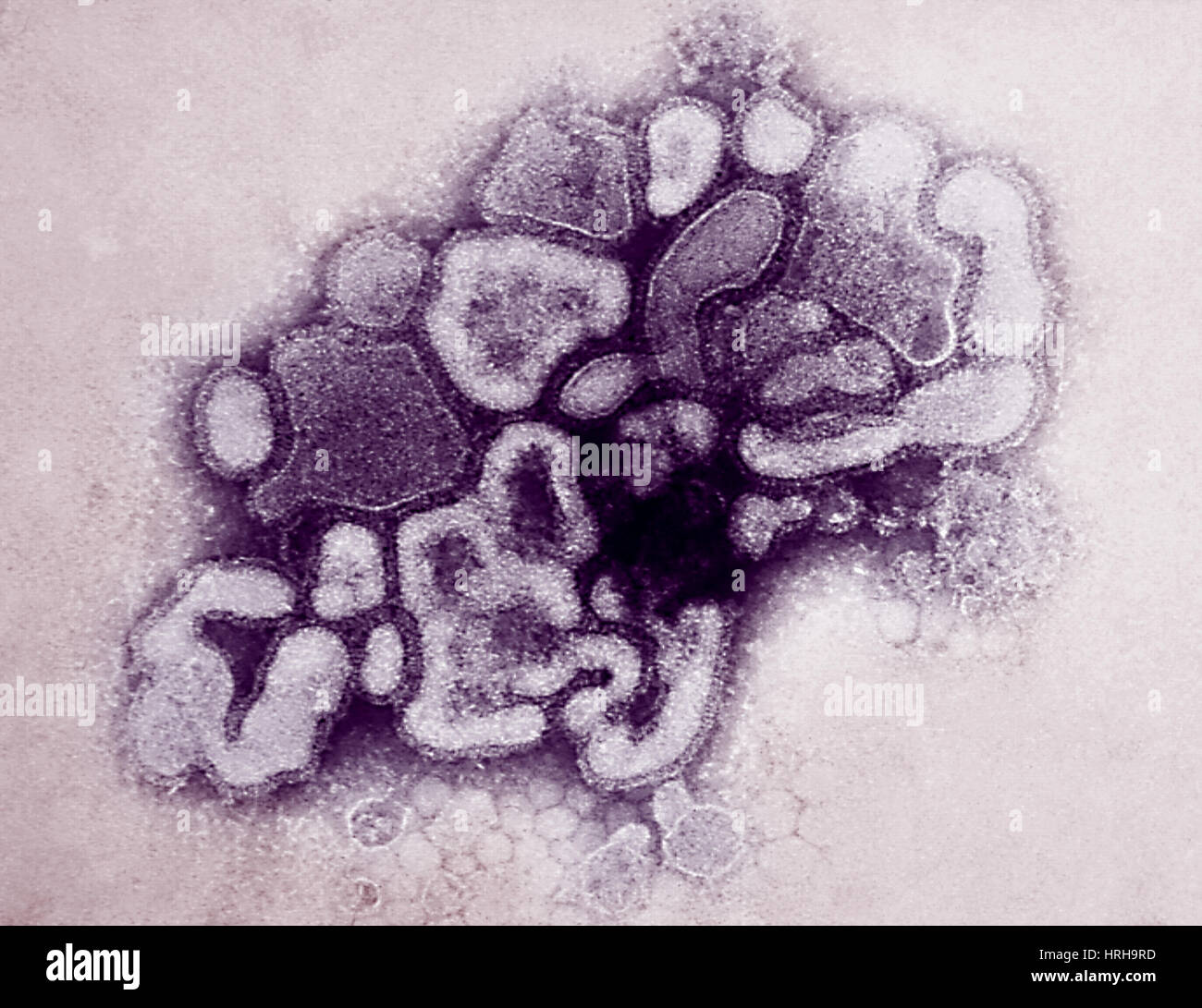 Virus dell'influenza suina Foto Stock