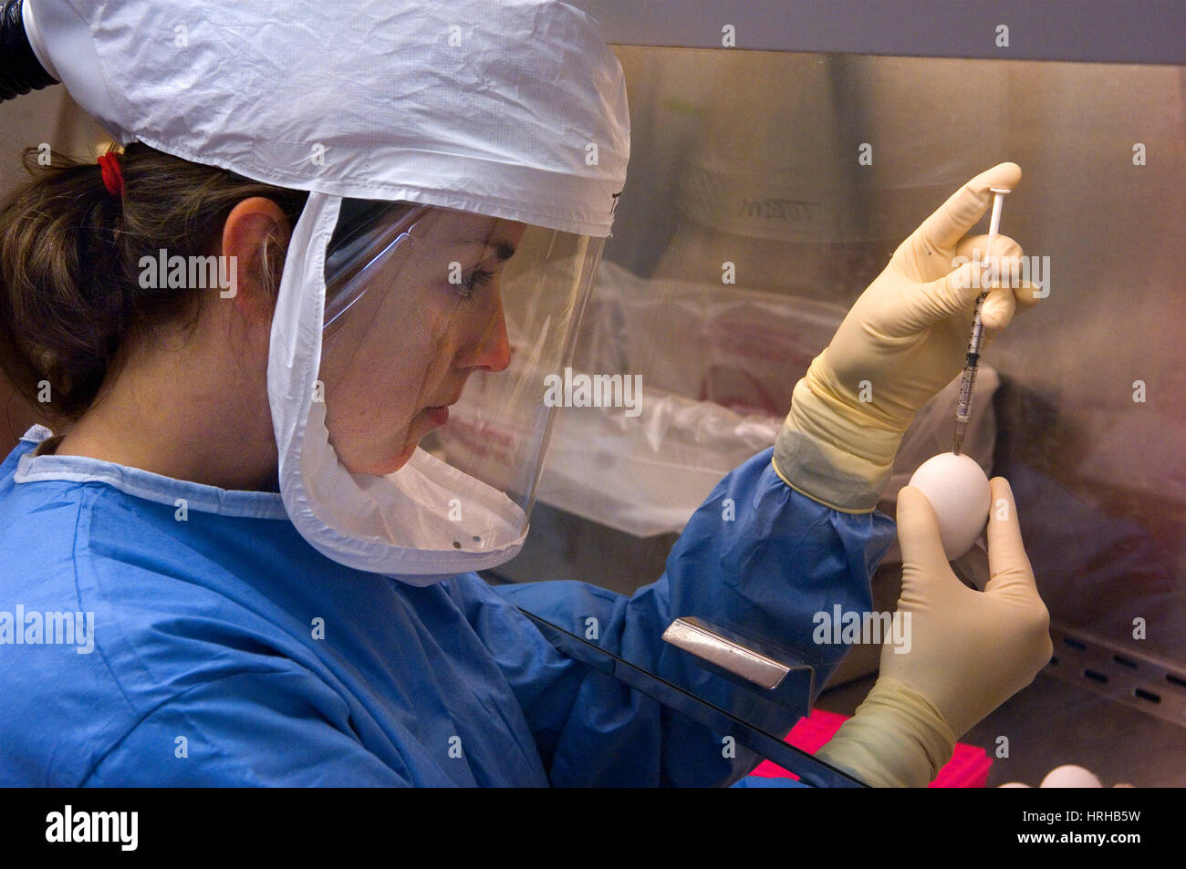 Microbiologo conducendo l influenza aviaria la ricerca Foto Stock
