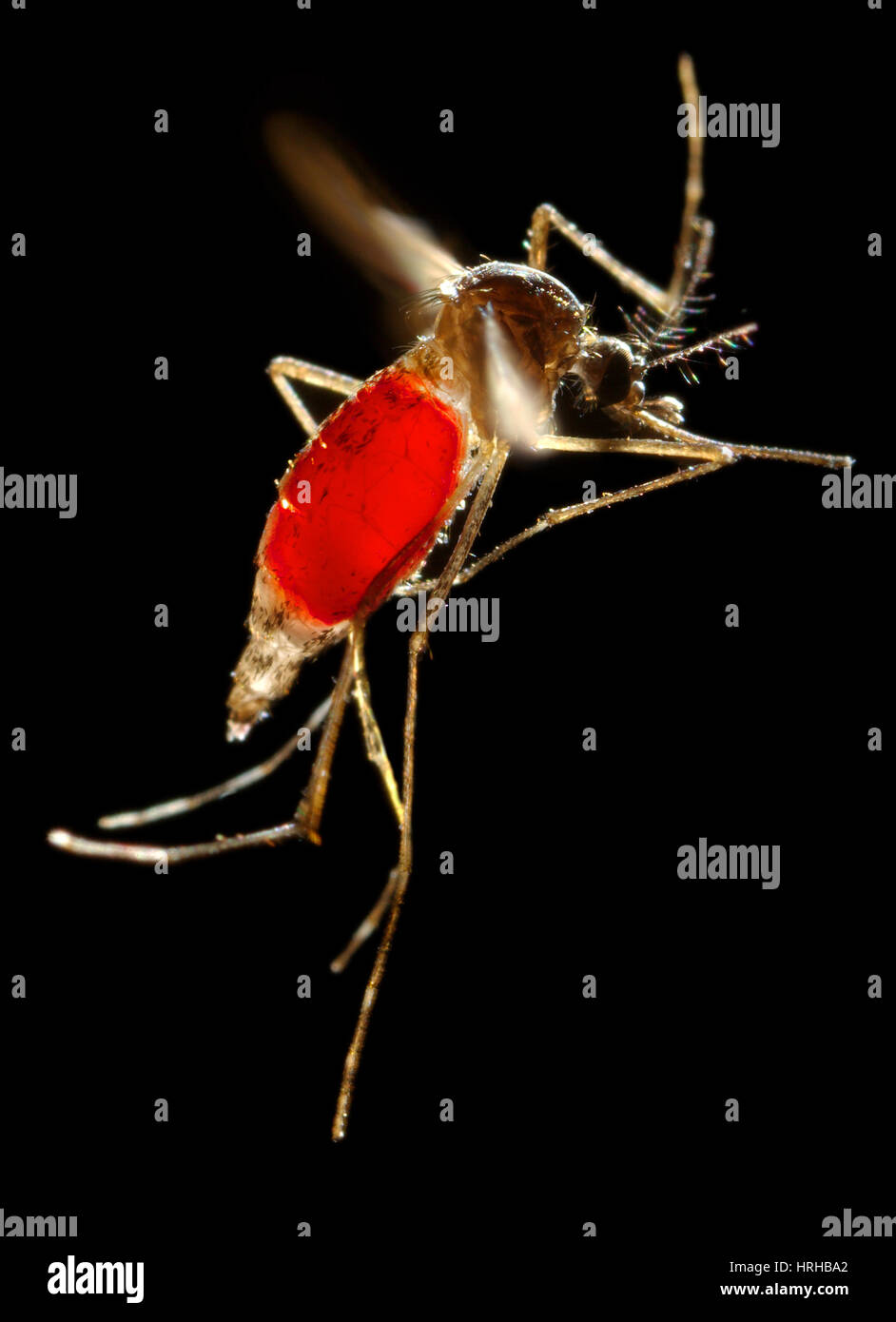 Vettore Aedes aegypti Foto Stock
