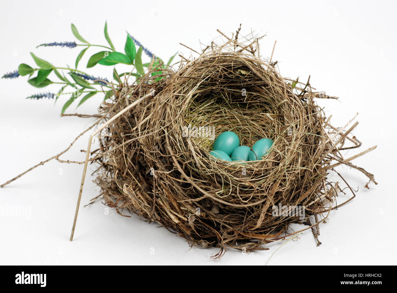 American wood Nest Foto Stock