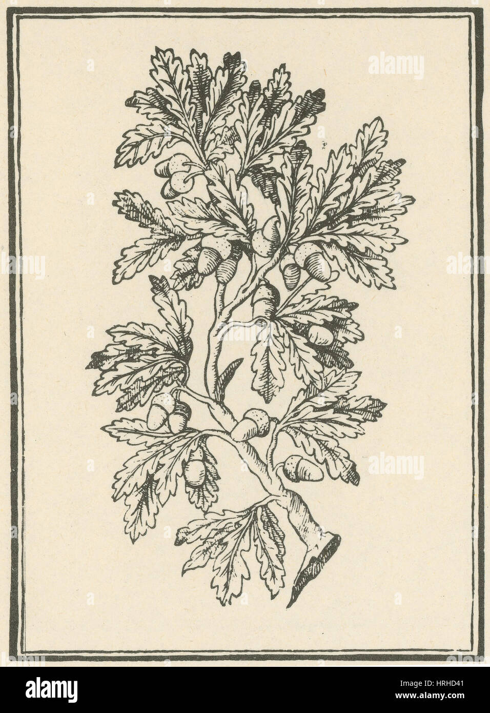 Albero di quercia, Mattioli di discorsi, 1544 Foto Stock