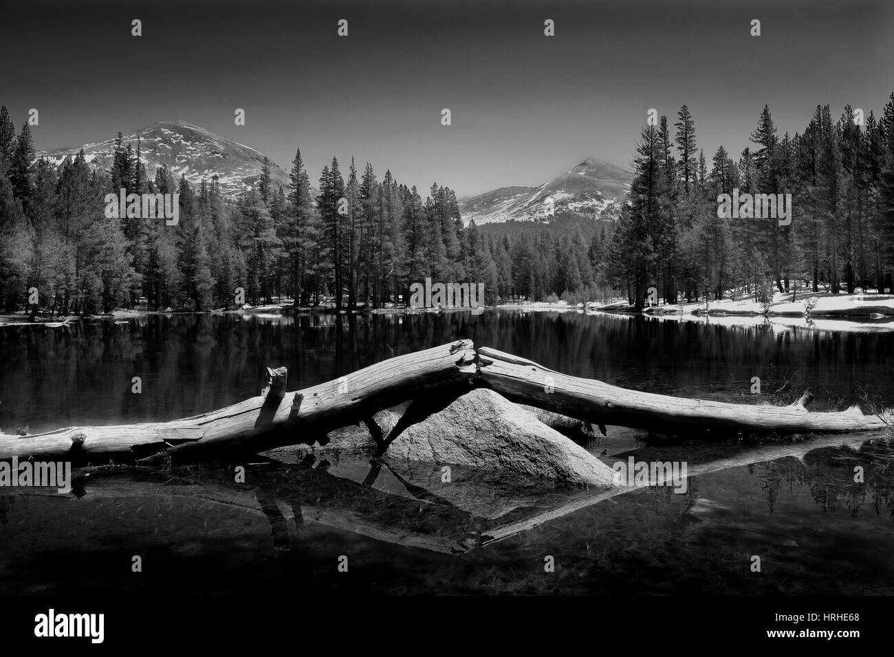 Rock, albero rotto, Tioga Pass, del Parco Nazionale Yosemite in California Foto Stock