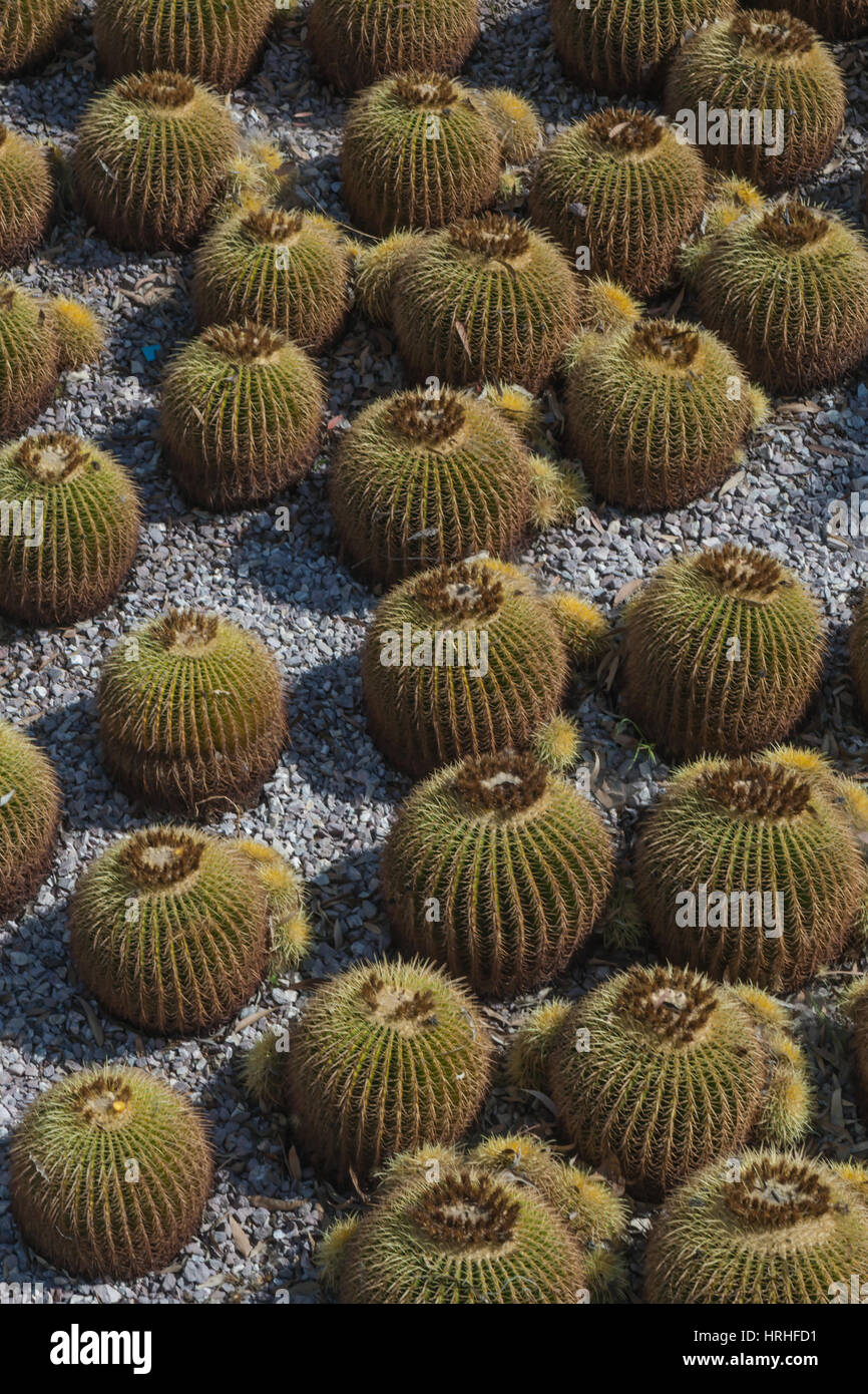 J. Paul Getty Museum un museo di arte in Brentwood quartiere di Los Angeles. È la località principale del museo. Esso è stato istituito nel 1974. Foto Stock