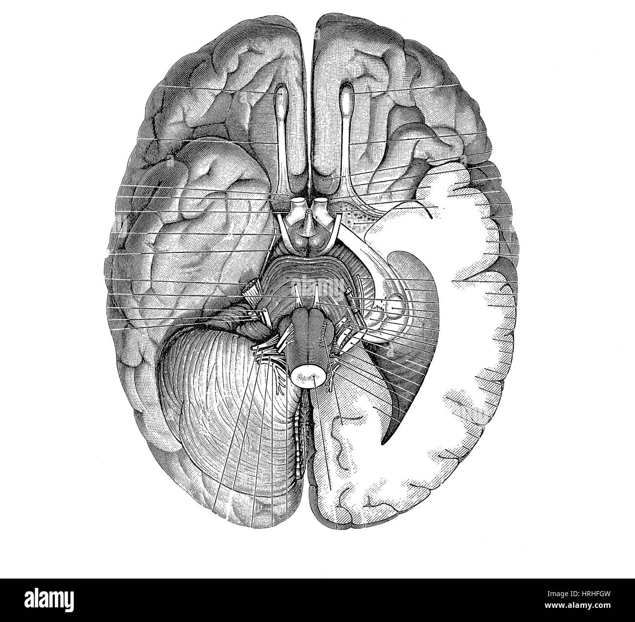 Superficie inferiore del cervello Foto Stock