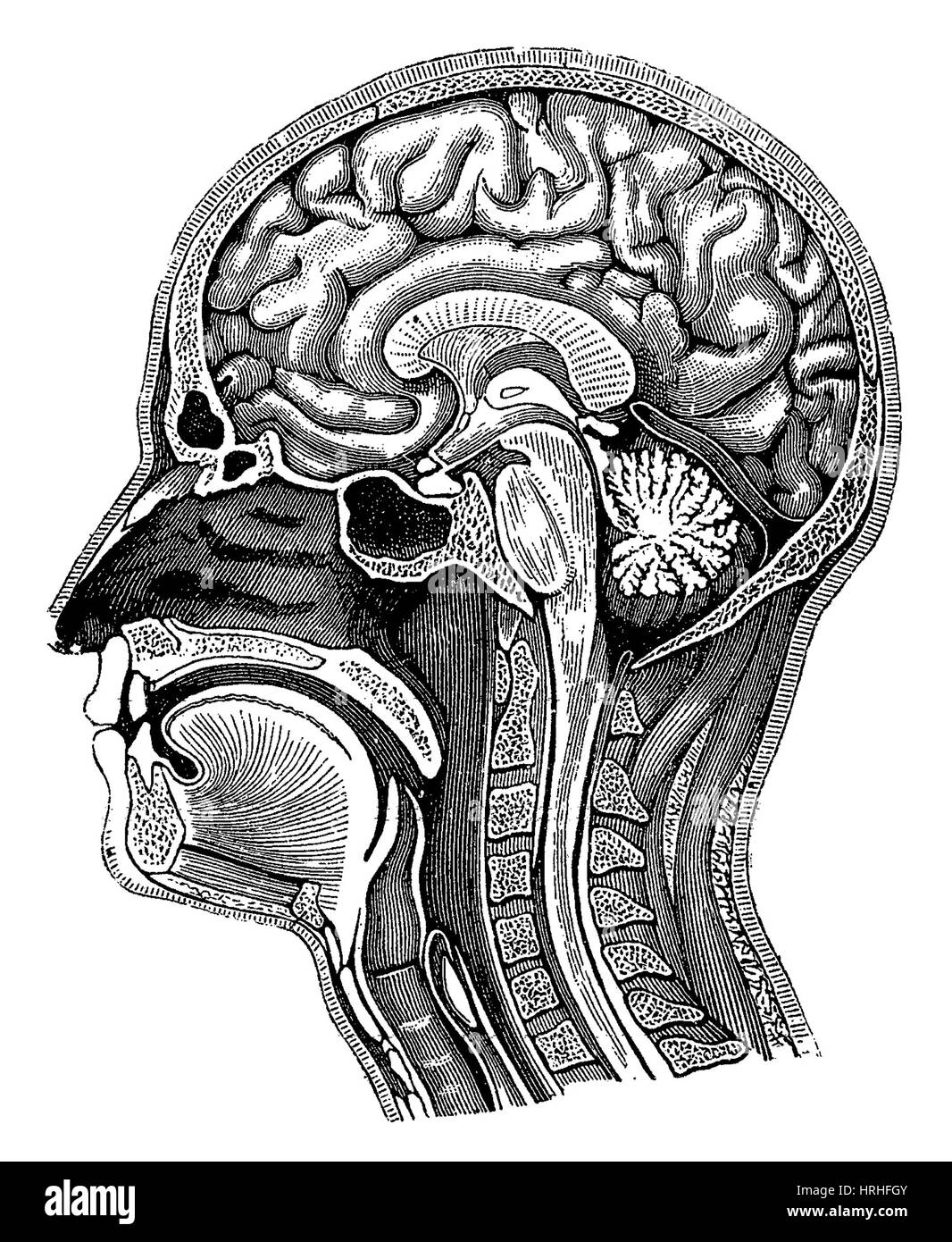 Testa e anatomia cerebrale Foto Stock