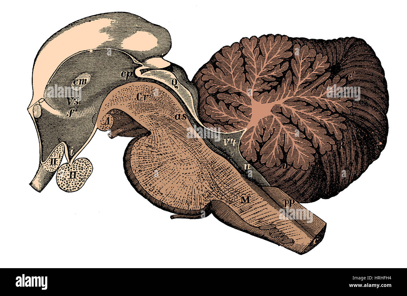 Il terzo e il quarto dei ventricoli del cervello Foto Stock