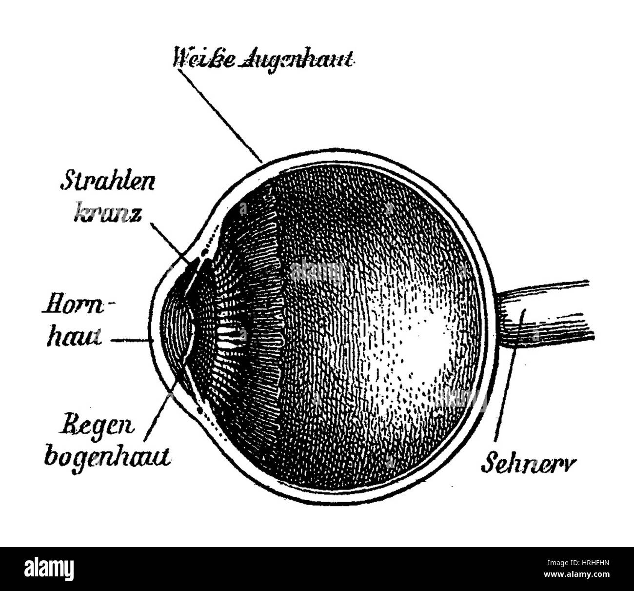 Anatomia dell'occhio Foto Stock