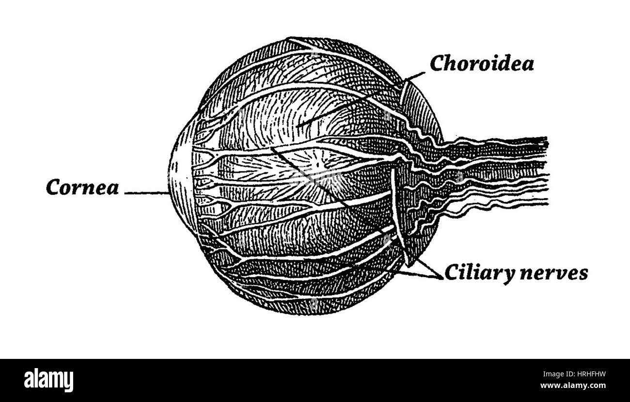 Anatomia dell'occhio Foto Stock