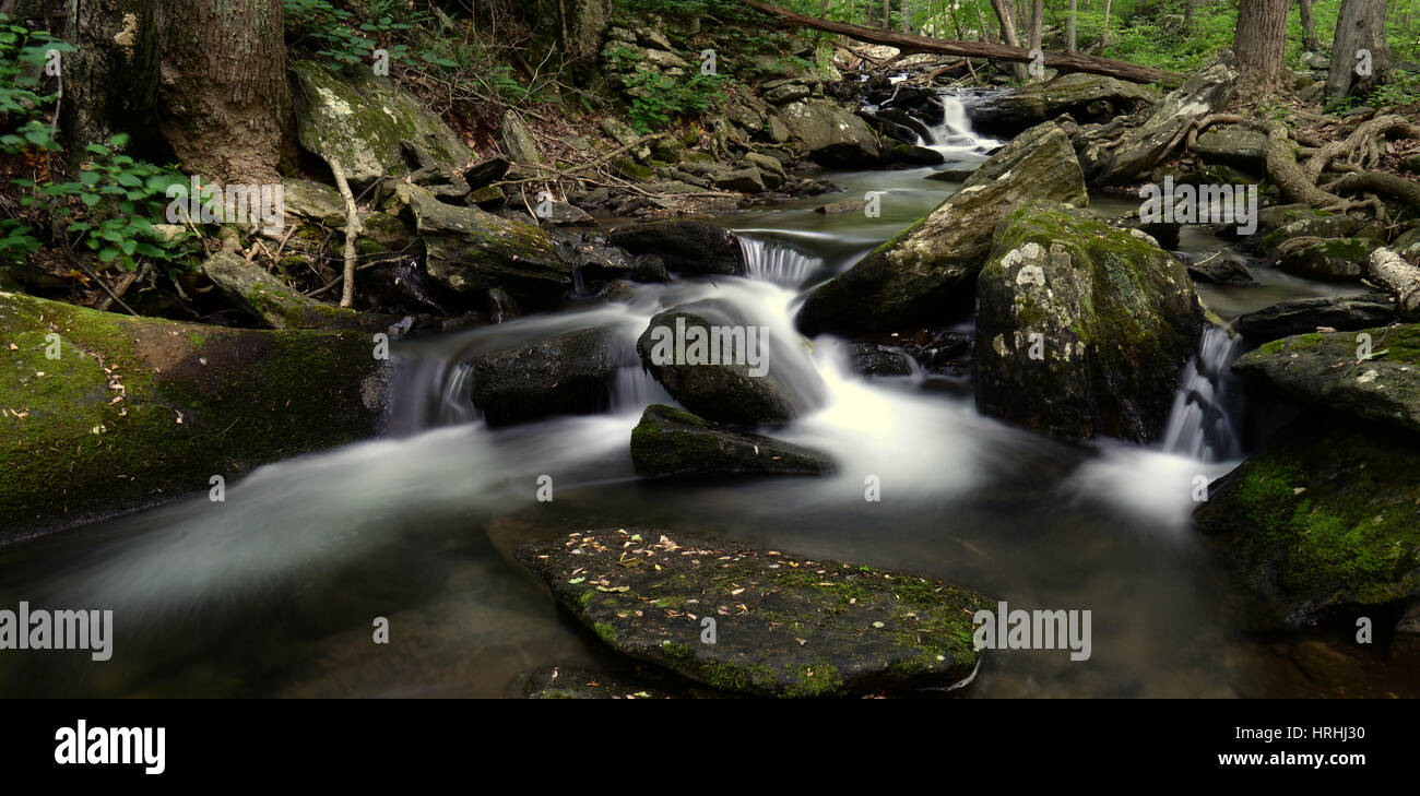 Prima la luce del mattino in Catoctin Mountain Park Foto Stock