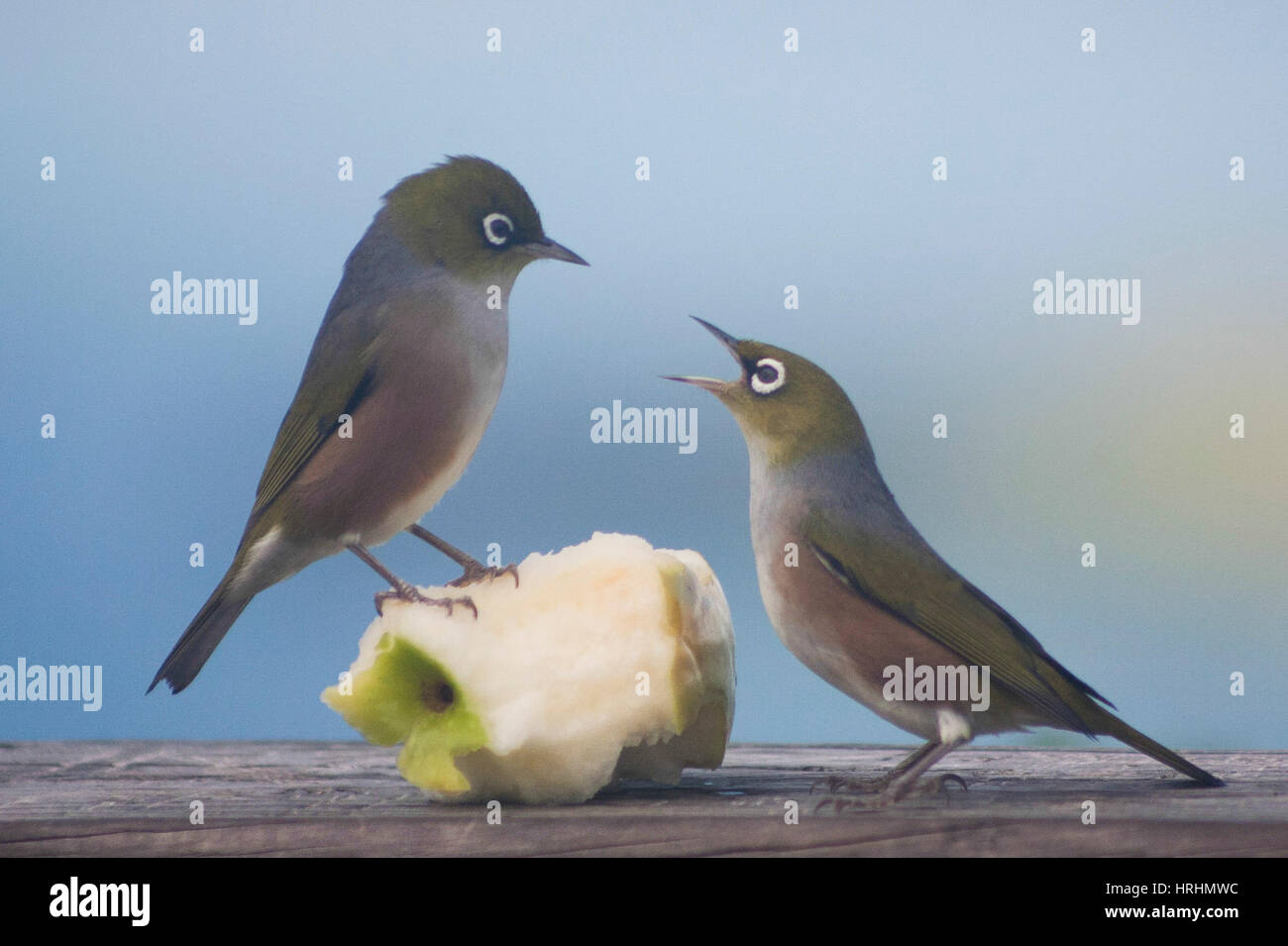 Due uccelli lotta su un Apple core a sinistra da un escursionista di Auckland, in Nuova Zelanda. Foto Stock