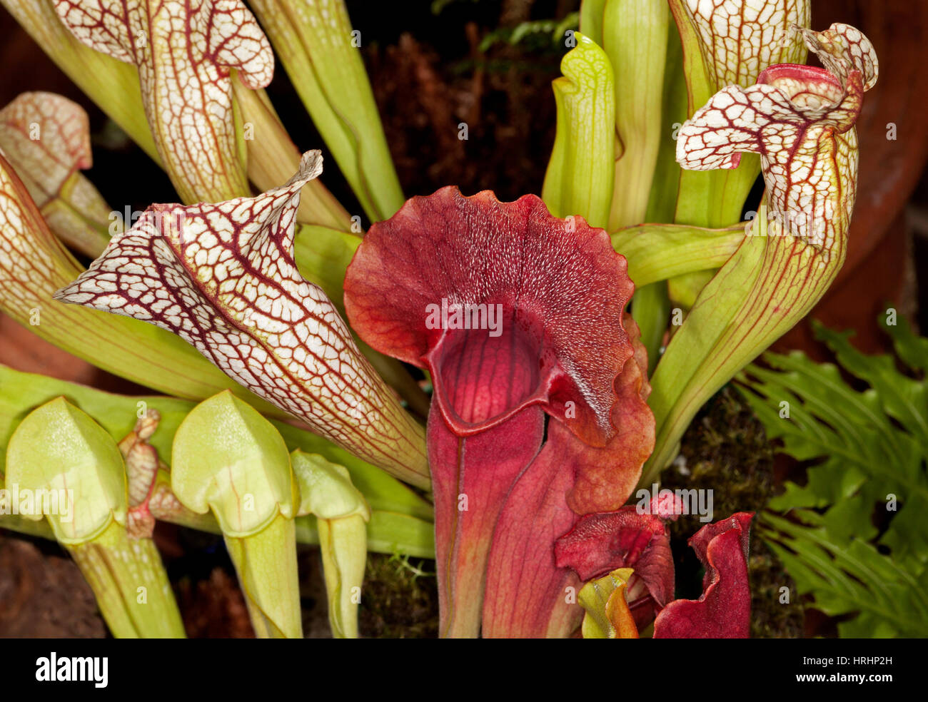 Sarracenia leucophylla, insetto-eating tromba brocca piante con verde e rosso vivo brocche& white brocche ornato di venature rosse su sfondo scuro Foto Stock