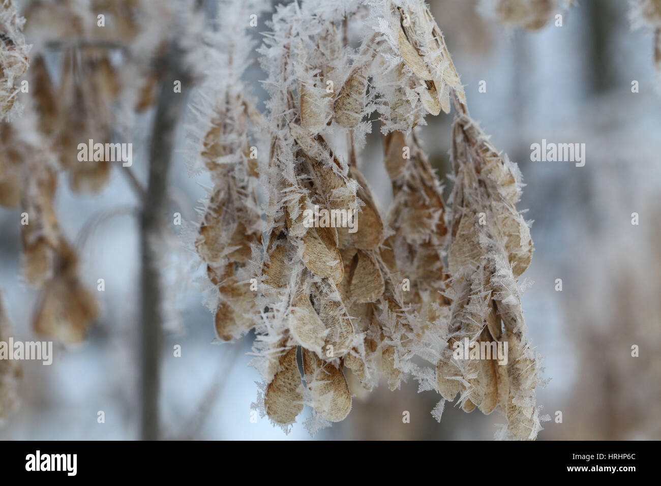 I semi di cenere in un bel primo piano a fiocchi di neve Foto Stock