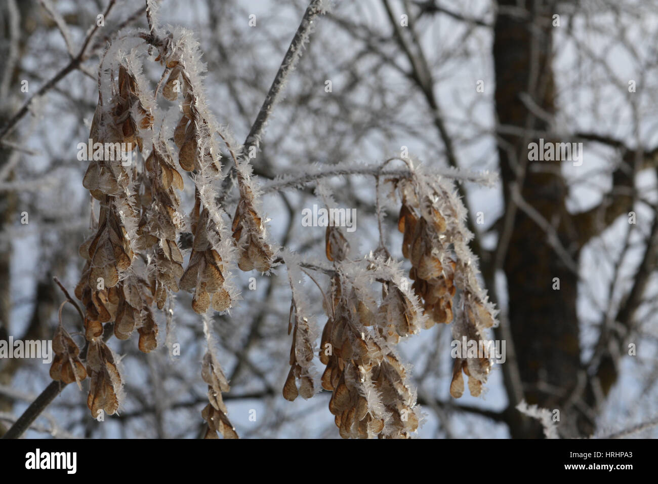 Un mazzetto di semi di frassino del coperto con i fiocchi di neve Foto Stock