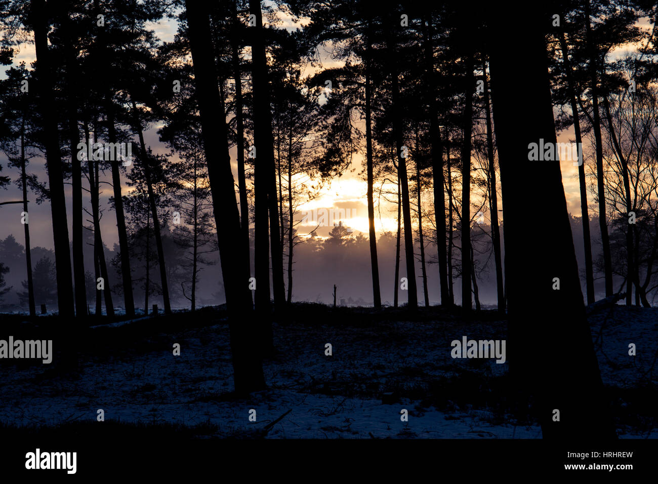 Tramonto dietro gli alberi del Parco Nazionale di Hoge Veluwe, Paesi Bassi Foto Stock