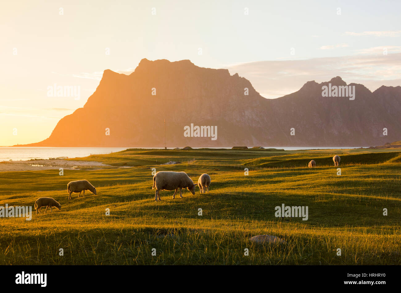 Pecora che pascola nel verde dei prati illuminata dal sole di mezzanotte si riflette nel mare, Uttakleiv, Isole Lofoten, nel nord della Norvegia Foto Stock