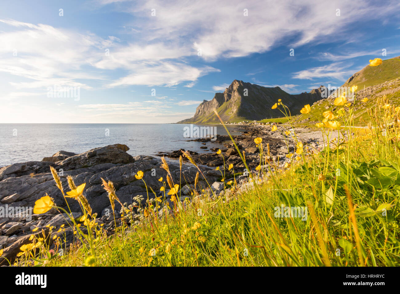Il sole splende sui prati verdi e fiori circondata dal mare di notte, Vikten, il Trondelag Nord, Lofoten, Norvegia e Scandinavia Foto Stock
