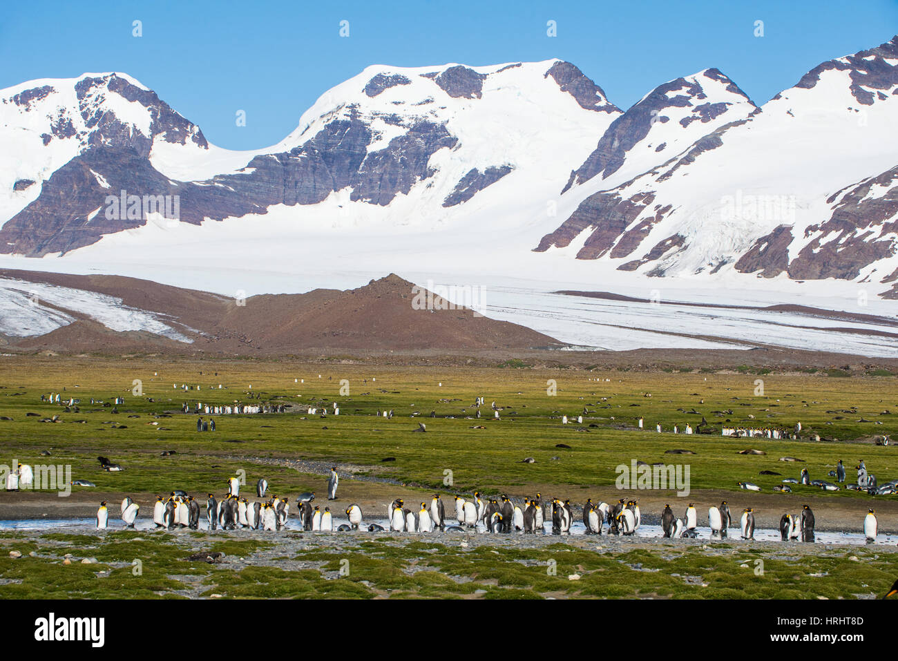 Re gigante penguin (Aptenodytes patagonicus) colonia, Salisbury Plain, Georgia del Sud, l'Antartide, regioni polari Foto Stock