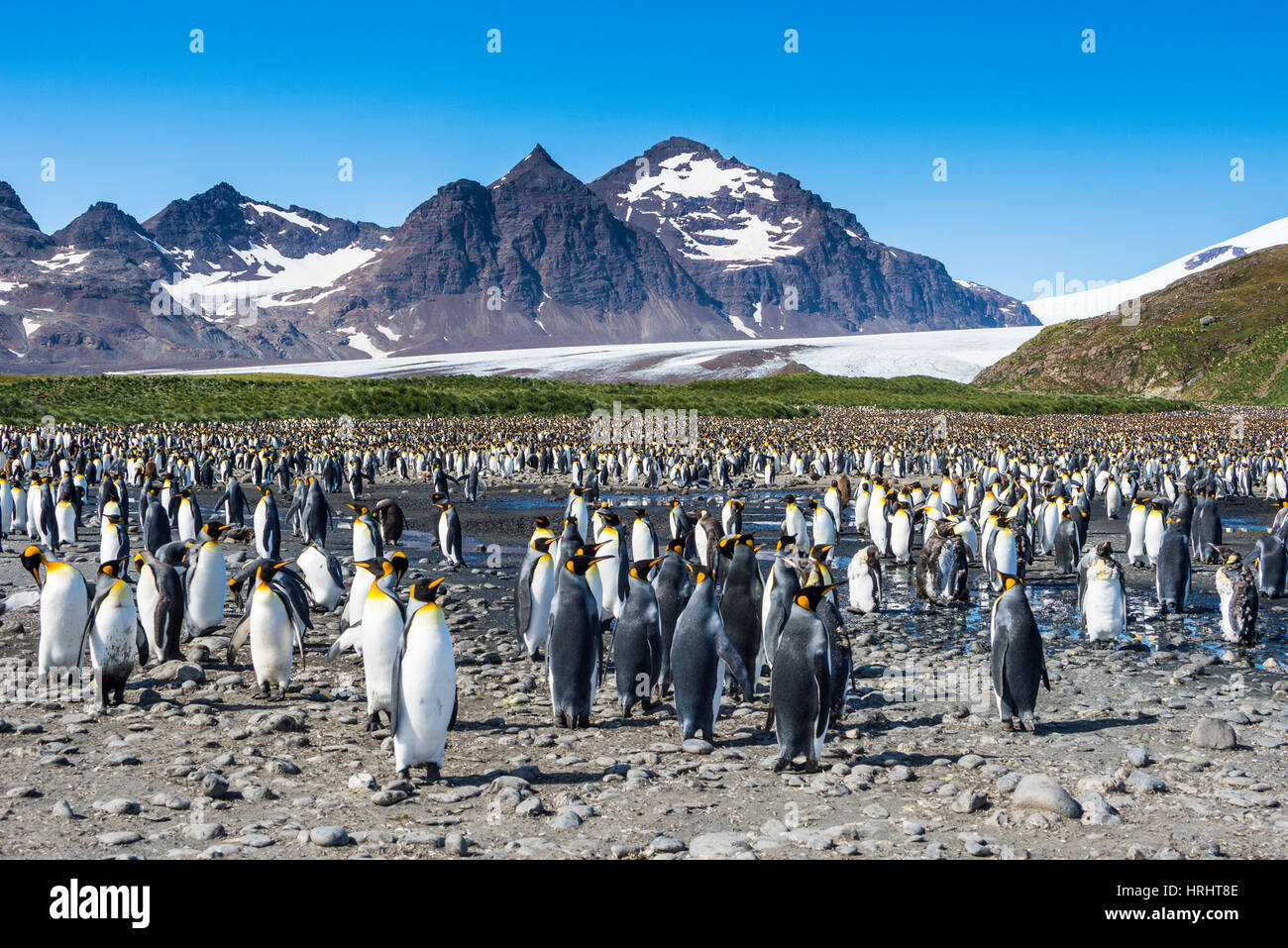 Re gigante penguin (Aptenodytes patagonicus) colonia, Salisbury Plain, Georgia del Sud, l'Antartide, regioni polari Foto Stock