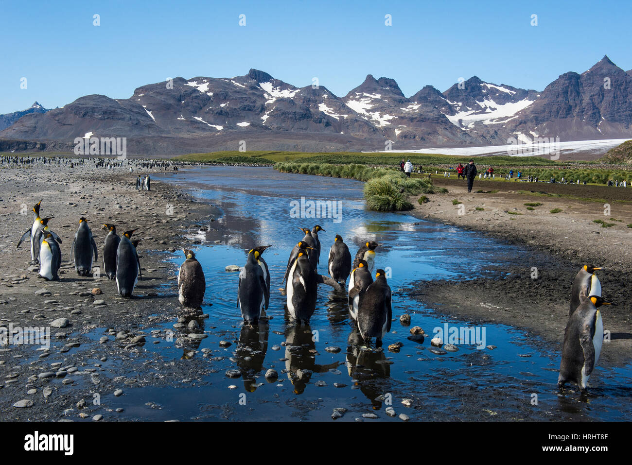 Re pinguini (Aptenodytes patagonicus), Salisbury Plain, Georgia del Sud, l'Antartide, regioni polari Foto Stock