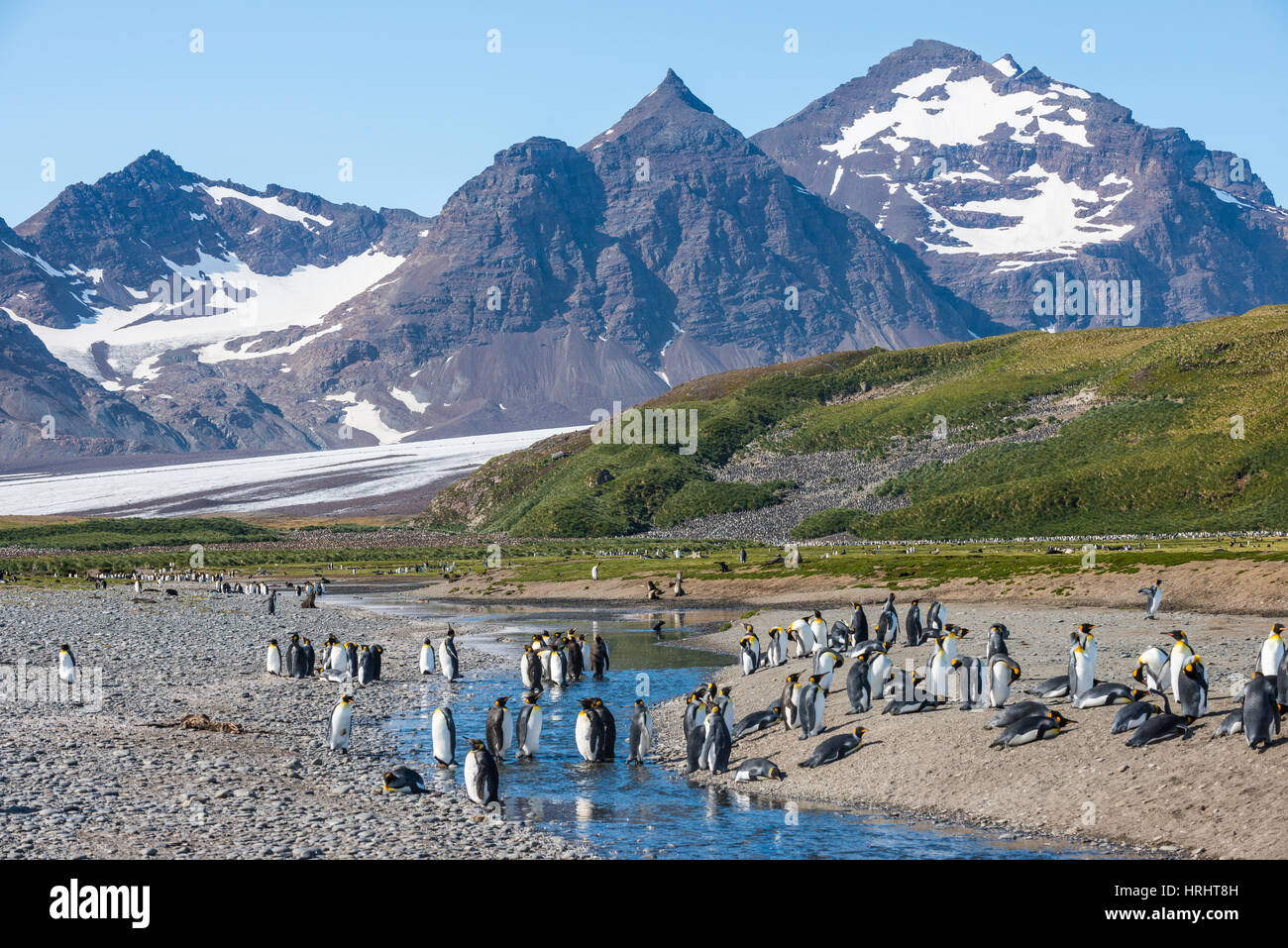 Re pinguini (Aptenodytes patagonicus) in uno splendido scenario, Salisbury Plain, Georgia del Sud Antartide Foto Stock