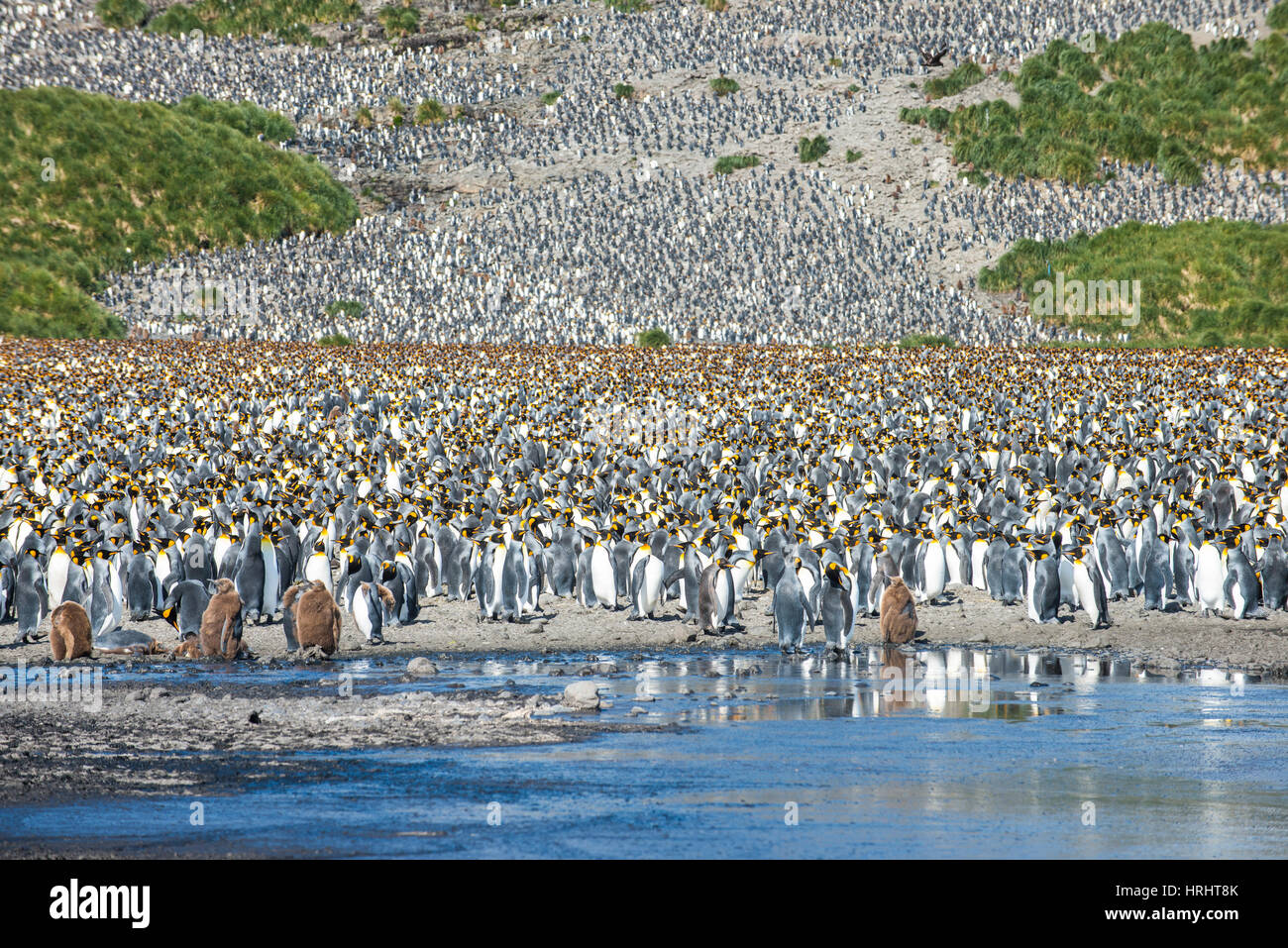 Re gigante penguin (Aptenodytes patagonicus) colonia, Salisbury Plain, Georgia del Sud, l'Antartide, regioni polari Foto Stock