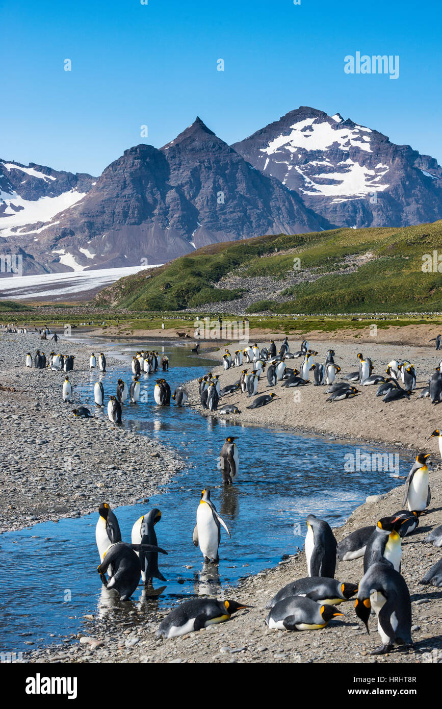 Re pinguini (Aptenodytes patagonicus) in uno splendido scenario, Salisbury Plain, Georgia del Sud, l'Antartide, regioni polari Foto Stock