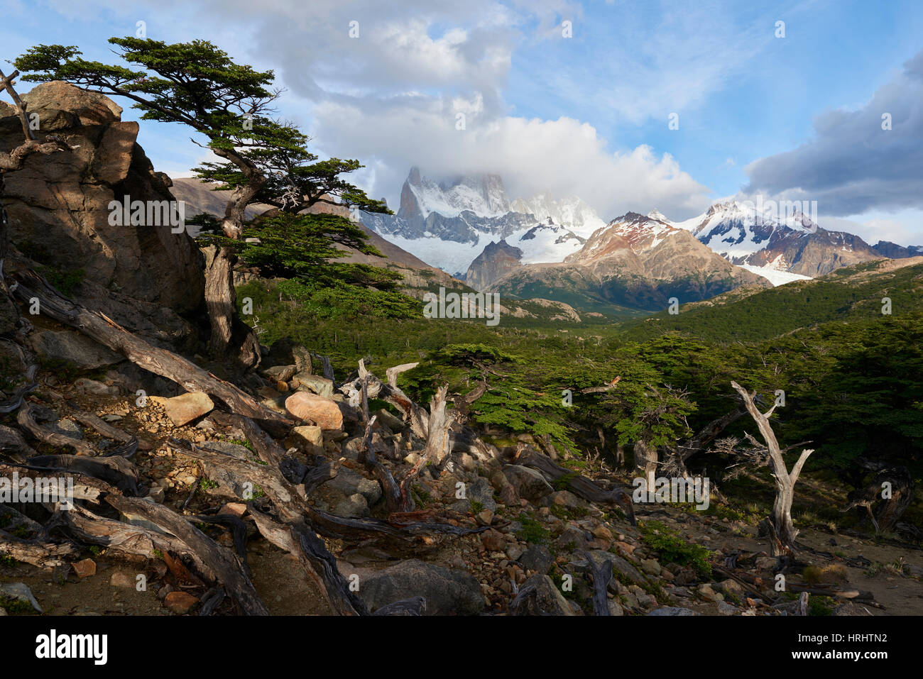 Ampio angolo orizzontale dotato di Monte Fitz Roy in background e albero in primo piano, Patagonia, Argentina Foto Stock