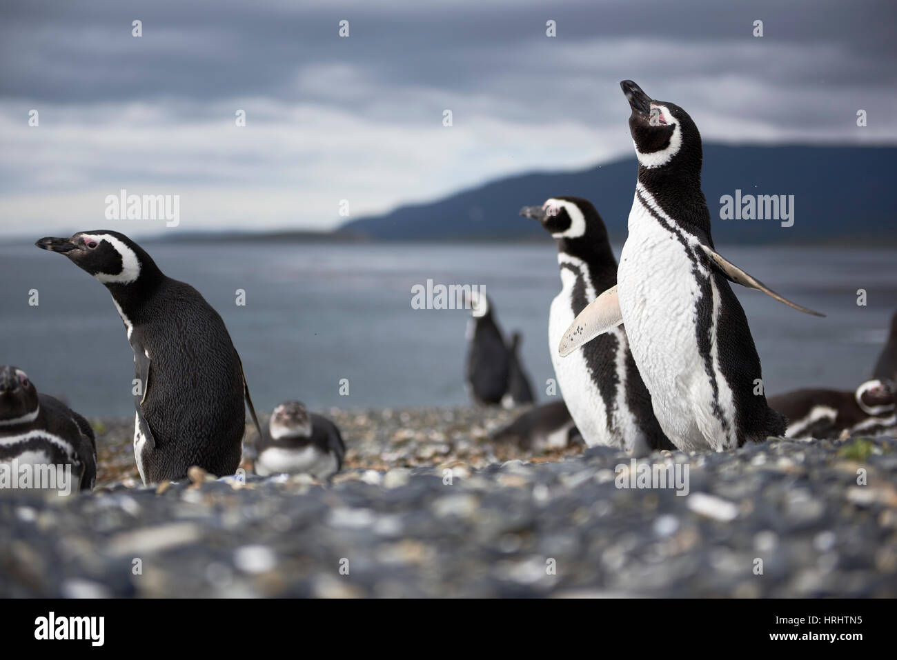 Un pinguino Magellanic agitando l'acqua fuori le sue piume dopo una nuotata, Martillo Isola, Argentina Foto Stock