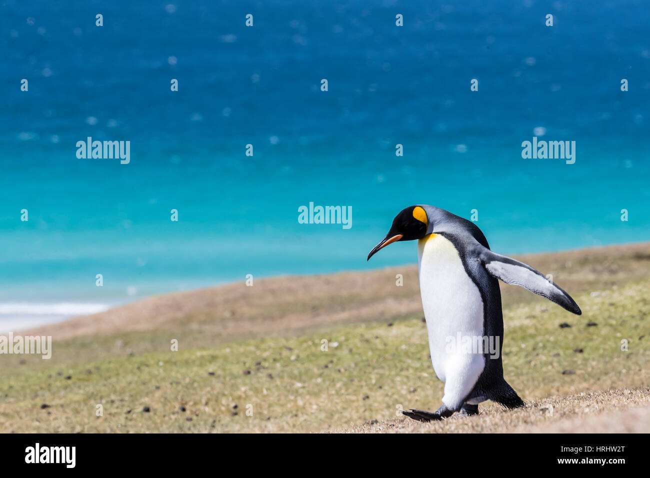 Adulto pinguino reale (Aptenodytes patagonicus) sui pendii erbosi di Saunders Island, Isole Falkland Foto Stock