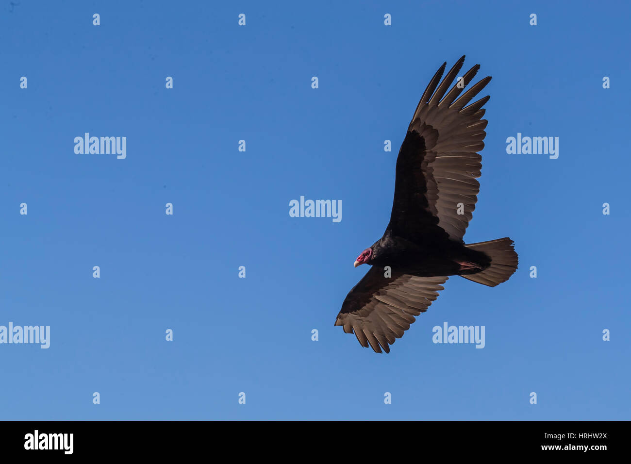 Adulto turchia vulture (Cathartes aura) in volo su Saunders Island, Isole Falkland Foto Stock